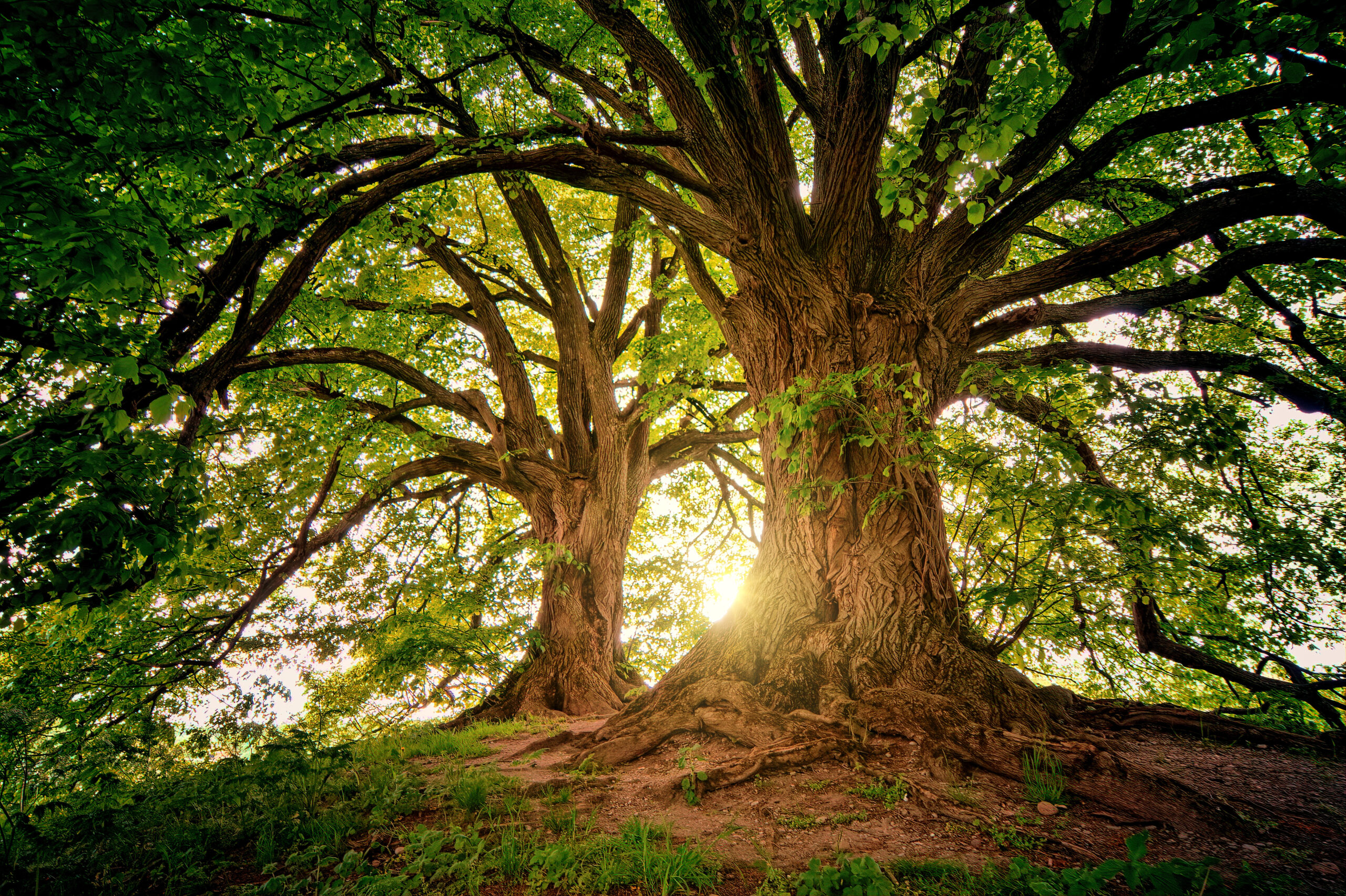 entretien arbre nice